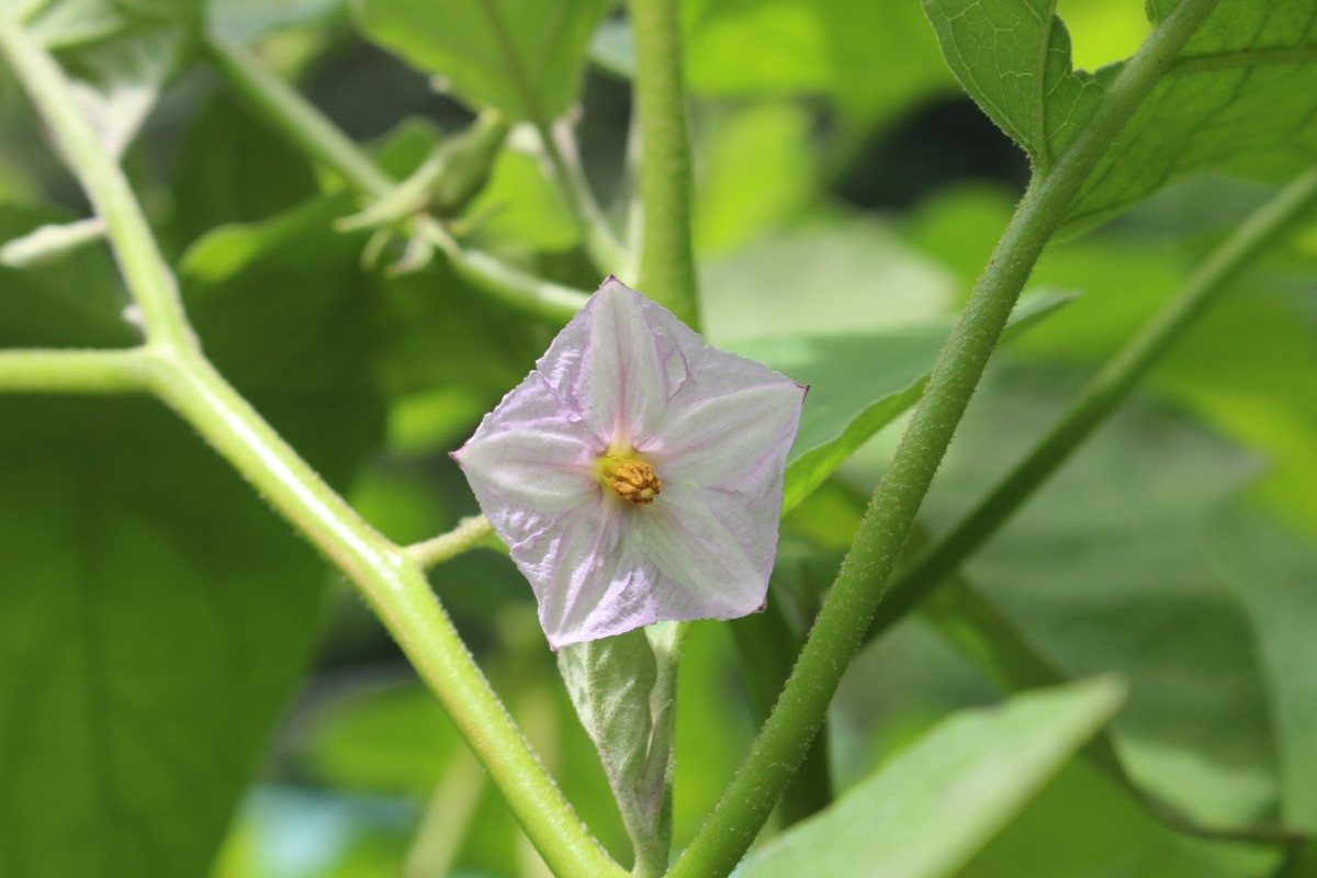 Solanum